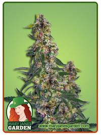 Green Dream