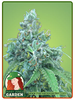 harmony-fem-fast-version-image