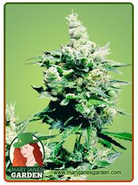 Hash Plant
