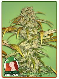 Hawaiian Skunk