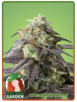 Headband