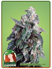 Hollywood OG