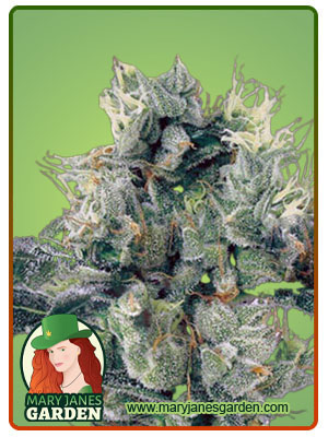 ingrid-fast-version-image