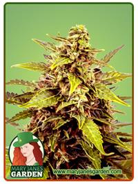 Juicy Fruit