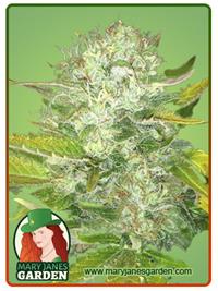 Melon Gum