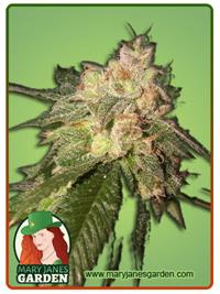 OG Kush Fem Fast Version