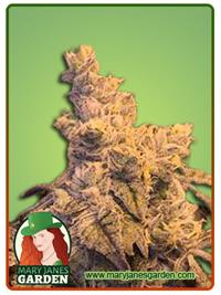 Peanut Butter Haze