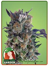 Phantom Cookies
