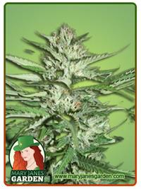 Pineapple Express