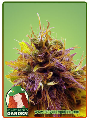 pink-panther-fast-version-image