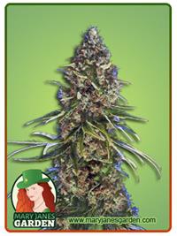 Platinum OG