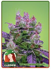 Purple Dream Fast Version