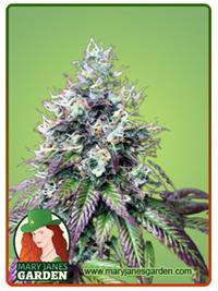 Purple Punch Fast Version