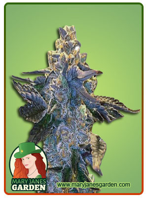 rainbow-sherbert-image