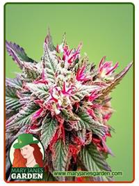 Rose Queen