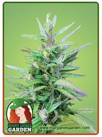 Sativa Star