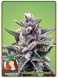 Sherbert #4