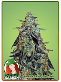 Skunk Berry