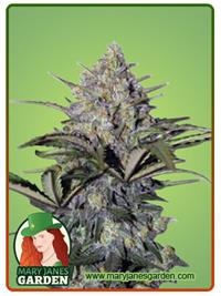 Skunk Glue