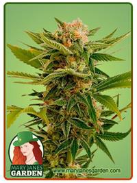 Sour Diesel