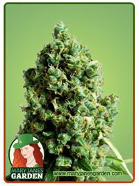 Sour Grape