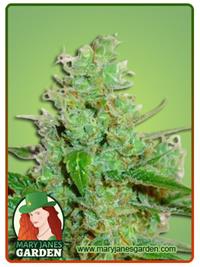 Sour Jack