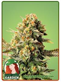 Sour OG