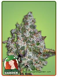 Strawberry Diesel