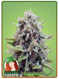 Sugar Glue
