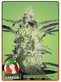 Super Silver Haze