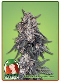 Tang OG