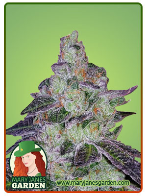 tropic-thunder-image