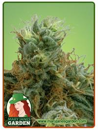 Tropicana Cookies