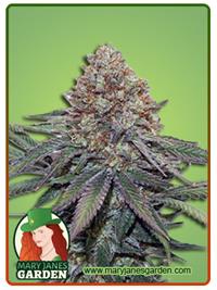 Ultra Bomb Cookie