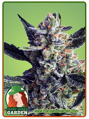 wedding-crasher-image