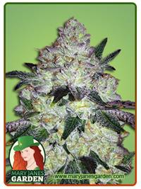 White Cookies