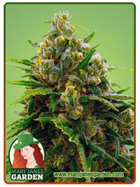 CBD White Widow