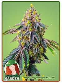 AK-47