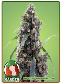 Alien Gorilla Glue