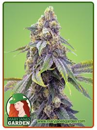 Alien OG