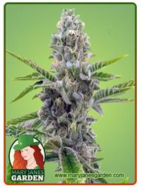 American Haze / California Haze