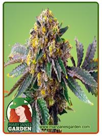 Amnesia Haze