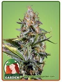 Amnesia Kush