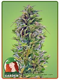 Amnesia Lemon