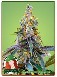 Amnesia Purple