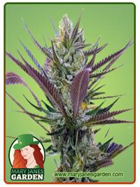 Banana Punch