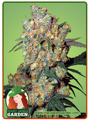 big-bud-image