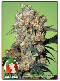 Big Bud