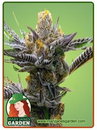 Black Demon Og