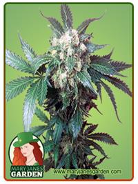 Black Domina